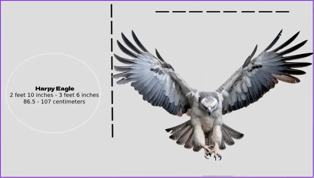 Harpy Eagle Size