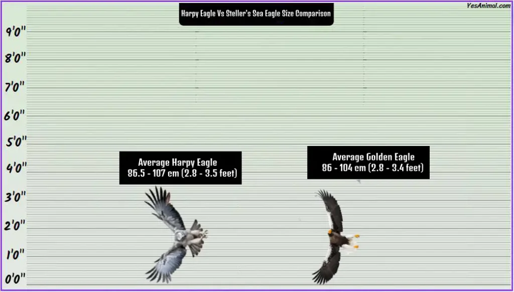 Harpy Eagle Size