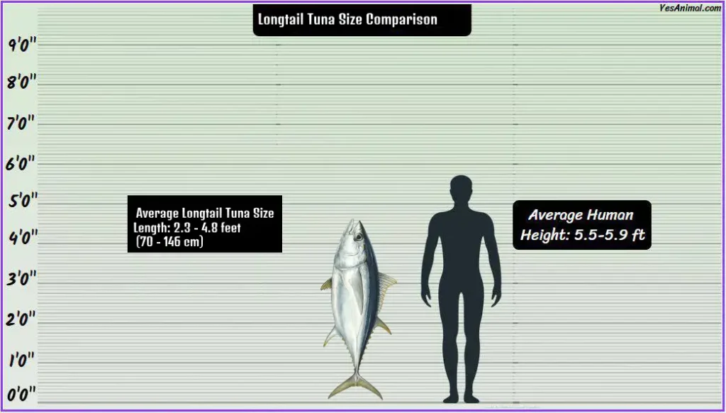 Longtail Tuna Size