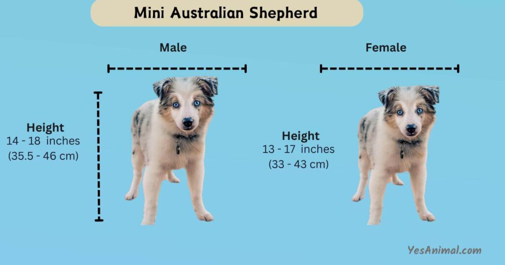 Mini Australian Shepherd Height
