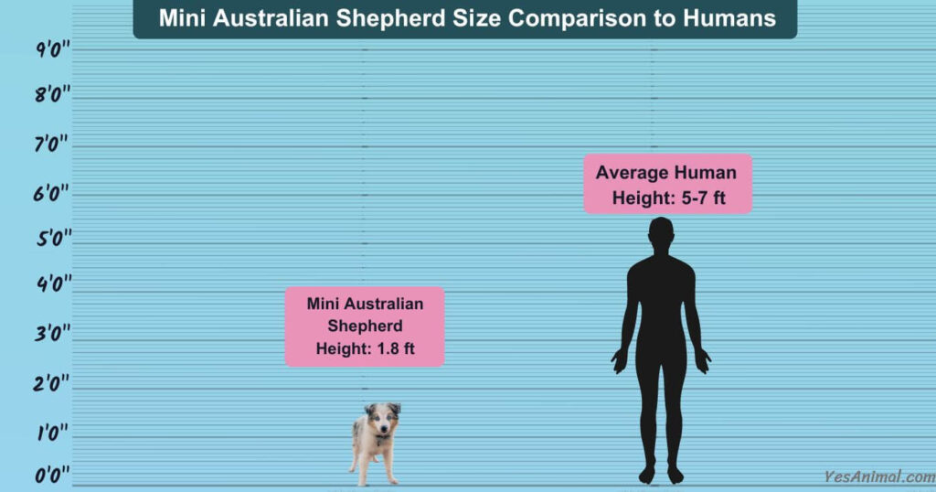 Mini Australian Shepherd Size Comparison to Humans