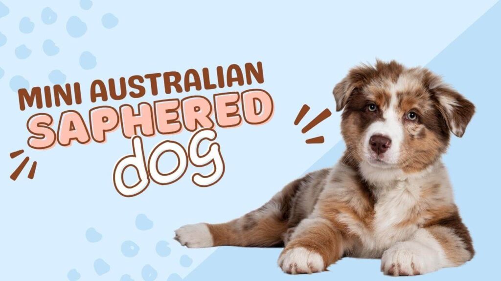 Mini Australian Shepherd: Unsure About Size? This Guide Helps 2024