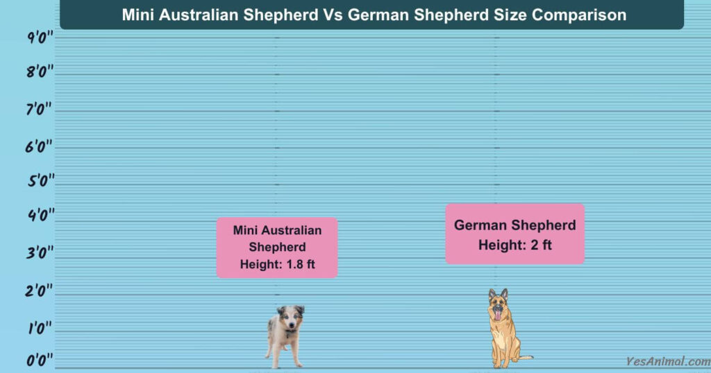Mini Australian Shepherd Vs German Shepherd Size Comparison