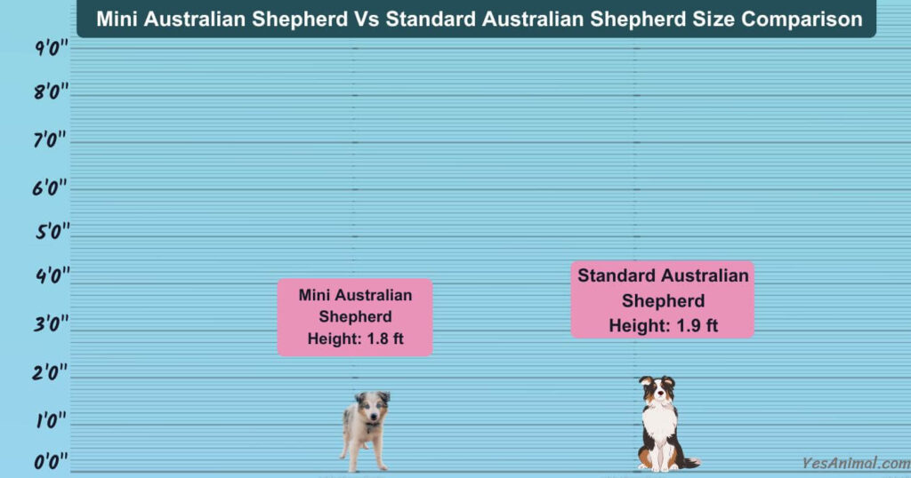Mini Australian Shepherd Vs Standard Australian Shepherd Size Comparison
