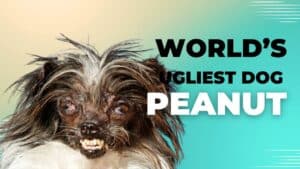 Peanut the World’s Ugliest Dog