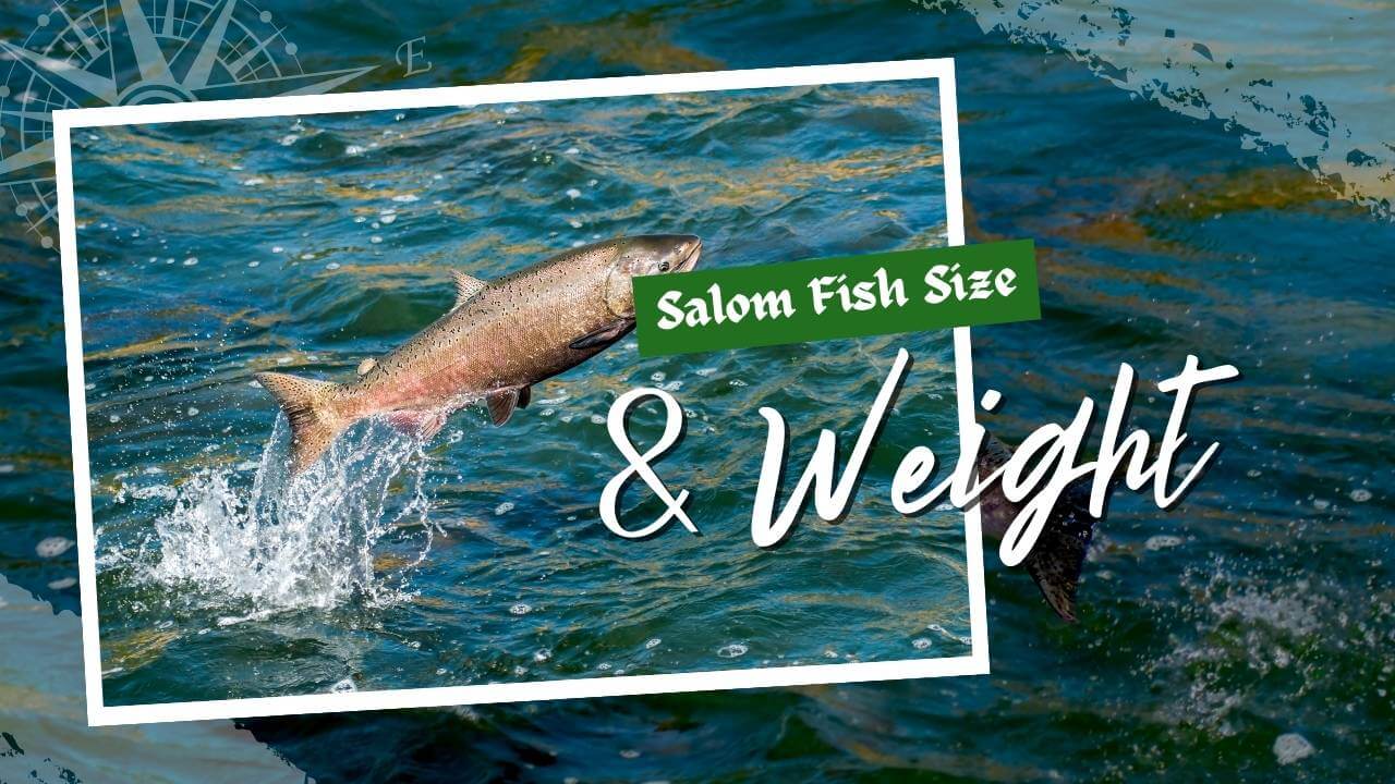 Salmon Size Secrets: Discover the Surprising Variations! 2024