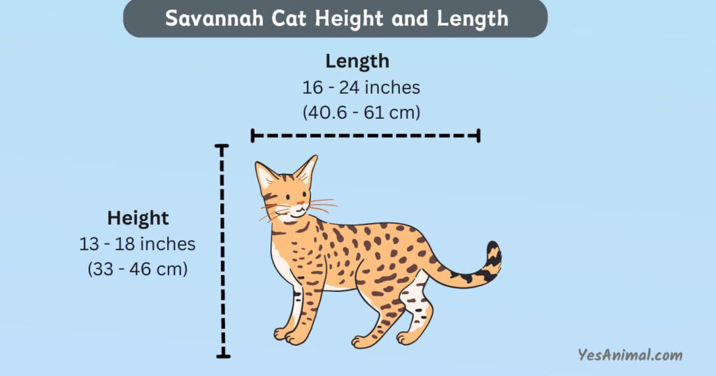 Savannah Cat Height and Length