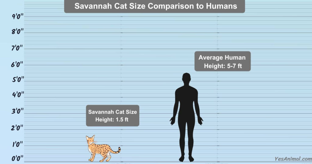 Savannah Cat Size Comparison to Humans