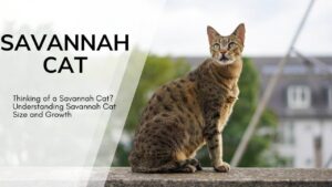 Savannah Cat Size Secrets: Comparison, Growth & Facts 2024