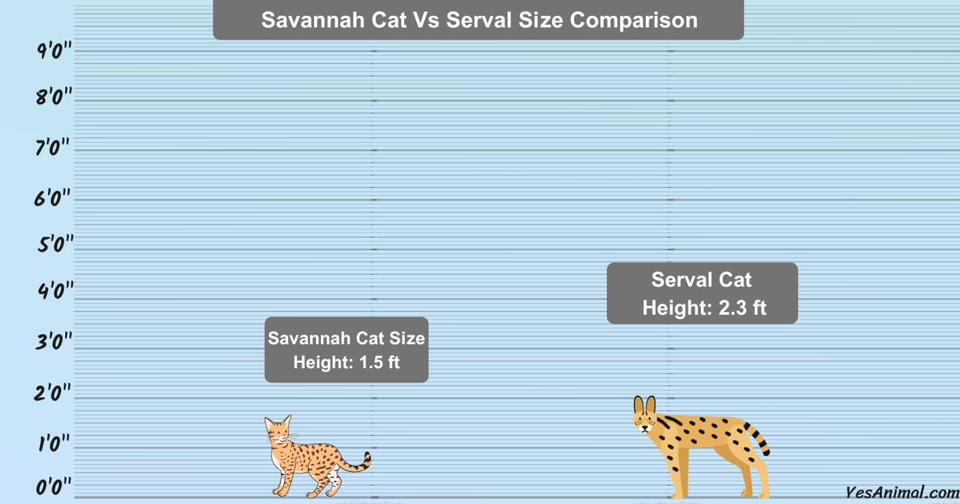 Savannah Cat Size Secrets: Comparison, Growth & Facts 2024 | Yes Animal