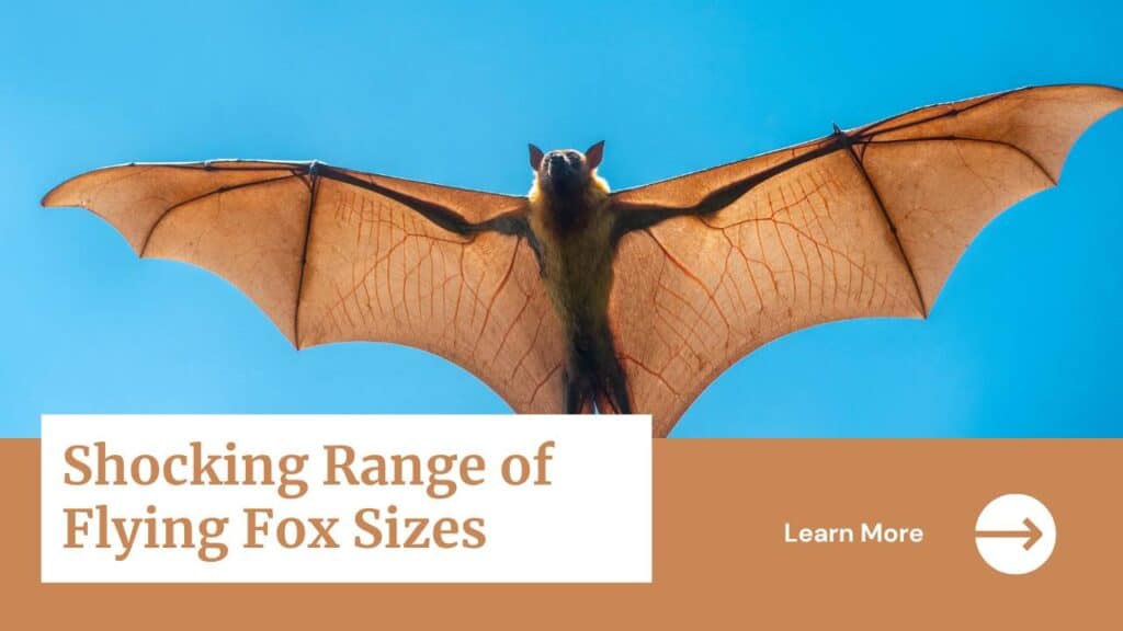 Shocking Range of Flying Fox Sizes