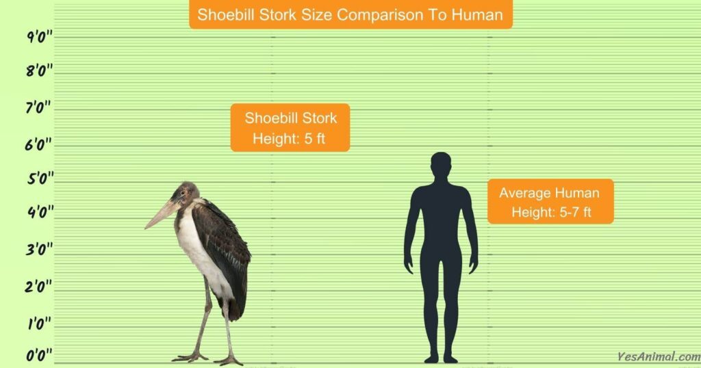 Shoebill Stork Size Comparison to Humans
