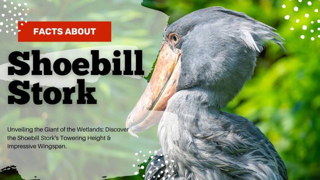 Shoebill Stork Size Revealing Towering Heights & Contrasting Comparisons 2024