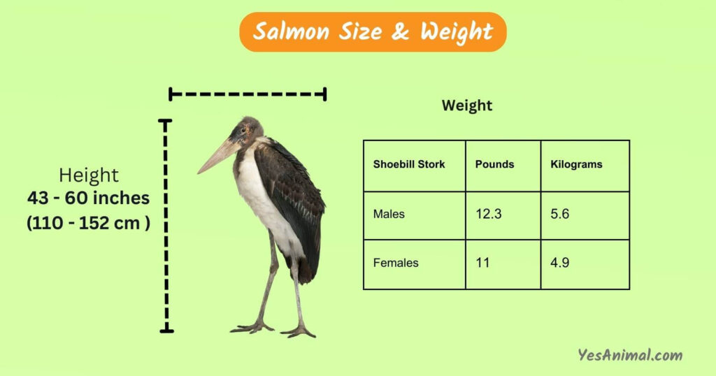 Shoebill Stork Size chart