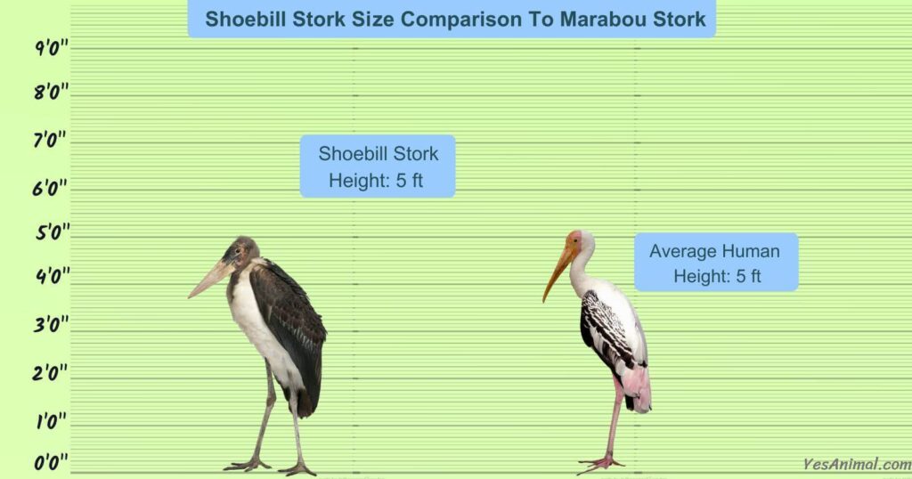 Shoebill Stork Vs Marabou Stork Size Comparison