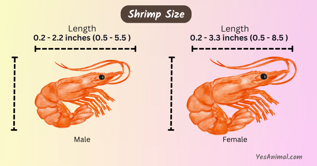 Shrimp Size, shrimp size chart, shrimp size inches,  shrimp size and weight large