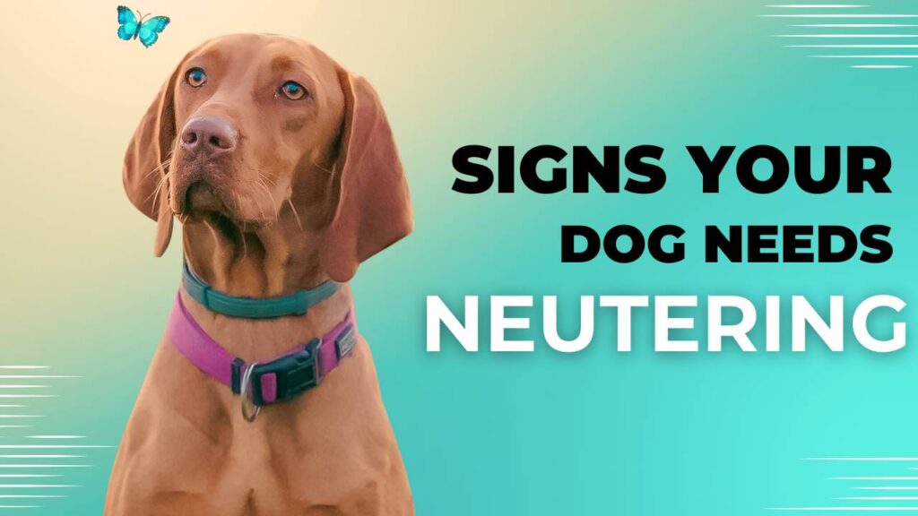 Signs Your Dog Needs To Be Neutered