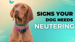 Signs Your Dog Needs To Be Neutered
