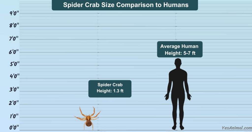 Spider Crab Size Comparison to Humans