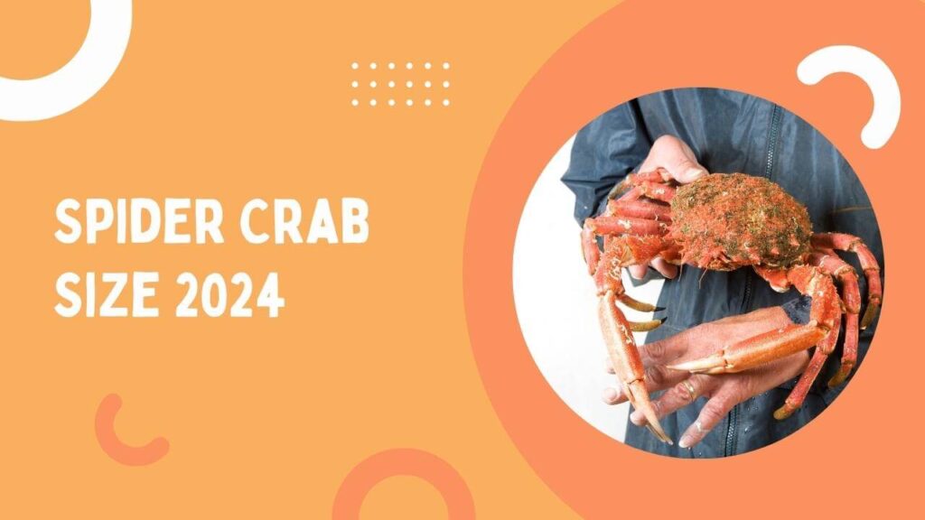 Spider Crab: Unveiling the Monster of the Deep with Gigantic Legs! 2024