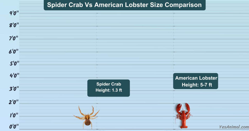 Spider Crab Vs American Lobster Size Comparison