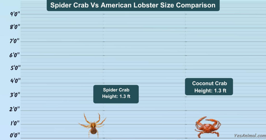 Spider Crab Vs Coconut Crab Size Comparison