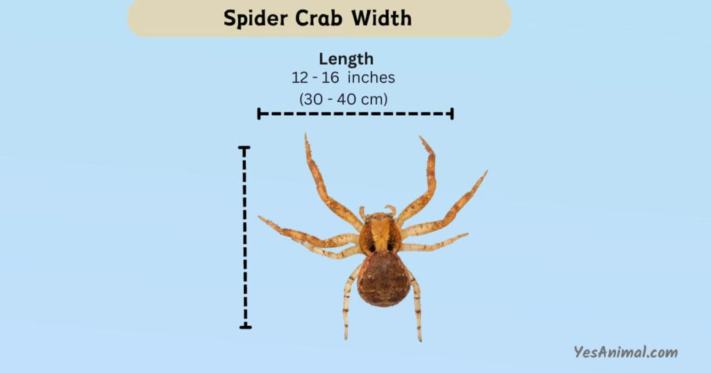Spider Crab Width