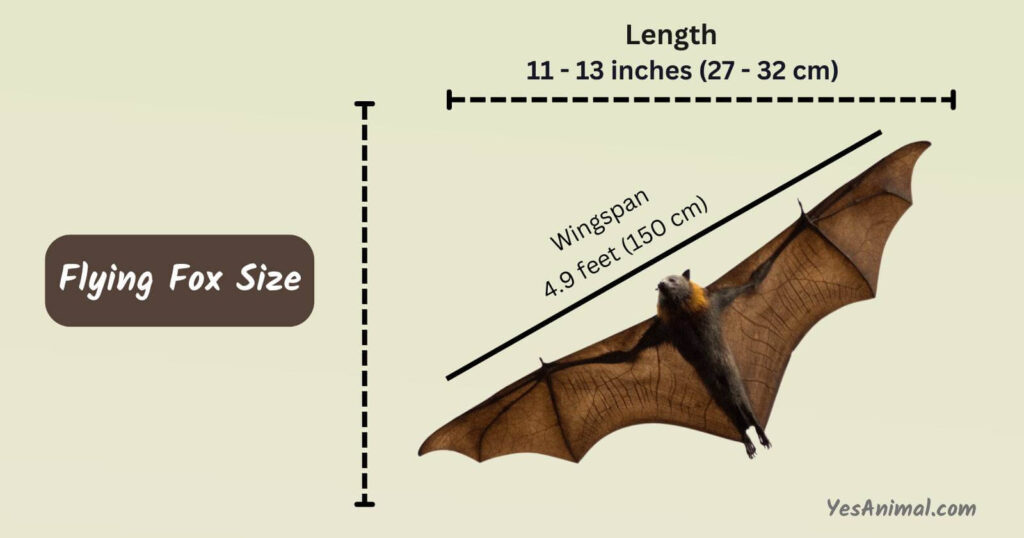 The Shocking Range of Flying Fox Sizes (Chart Included) 2024
