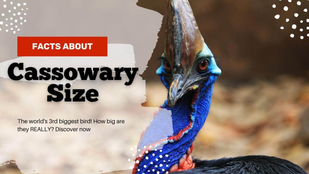 The Surprising the Cassowary Size Taller Than You Think! 2024