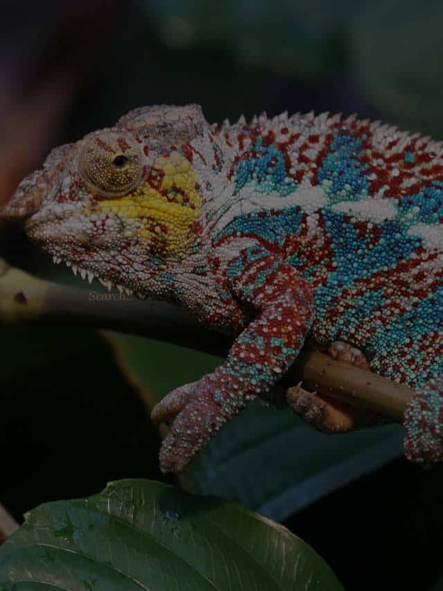 This Animal's Tongue is TWICE Its Body Length!