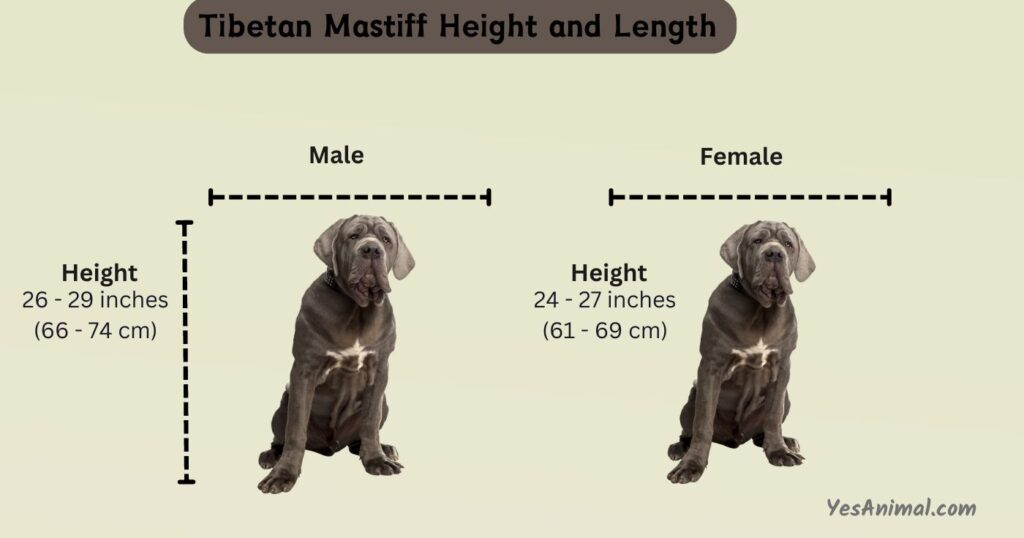 Tibetan Mastiff Height and Length