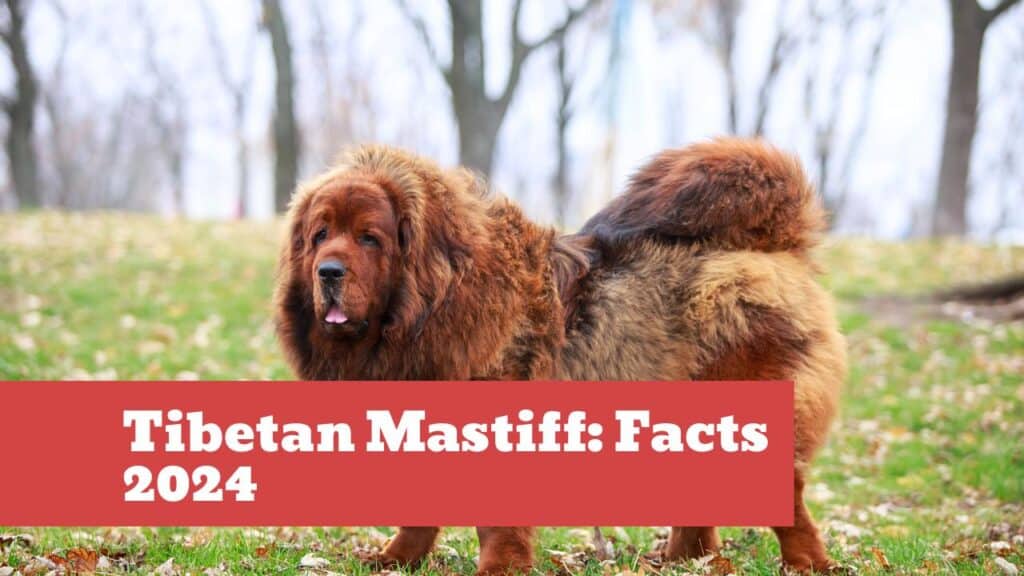 Tibetan Mastiff Size: Impressive Facts & Colossal Companions 2024