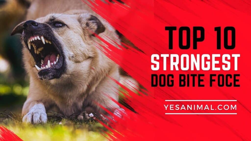 Top 10 dog bite force
