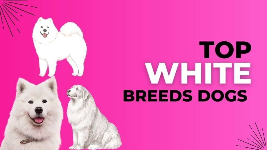 Top White Dog Breeds - White Dogs for Active Families 2024