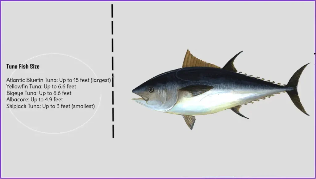 Tuna Fish Size