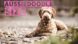 Unsure About Your Aussiedoodle's Supersize Potential? 2024 Size Guide