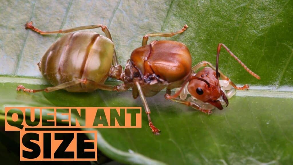 Unveiling the Queen Ant: Size Secrets & Why They Rule the Colony 2024