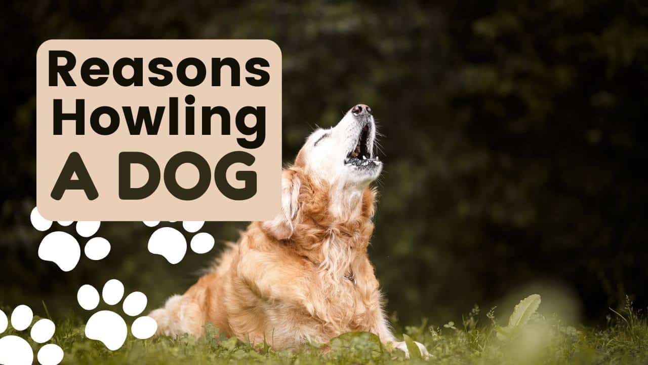 Why Does My Dog Howl: Revealing Reasons & Overcome Challenge: 2024