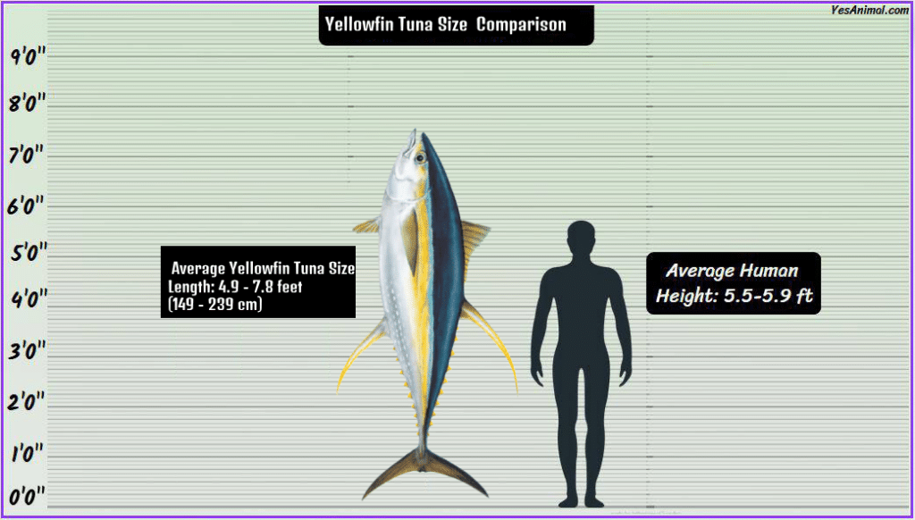 Yellowfin Tuna Size