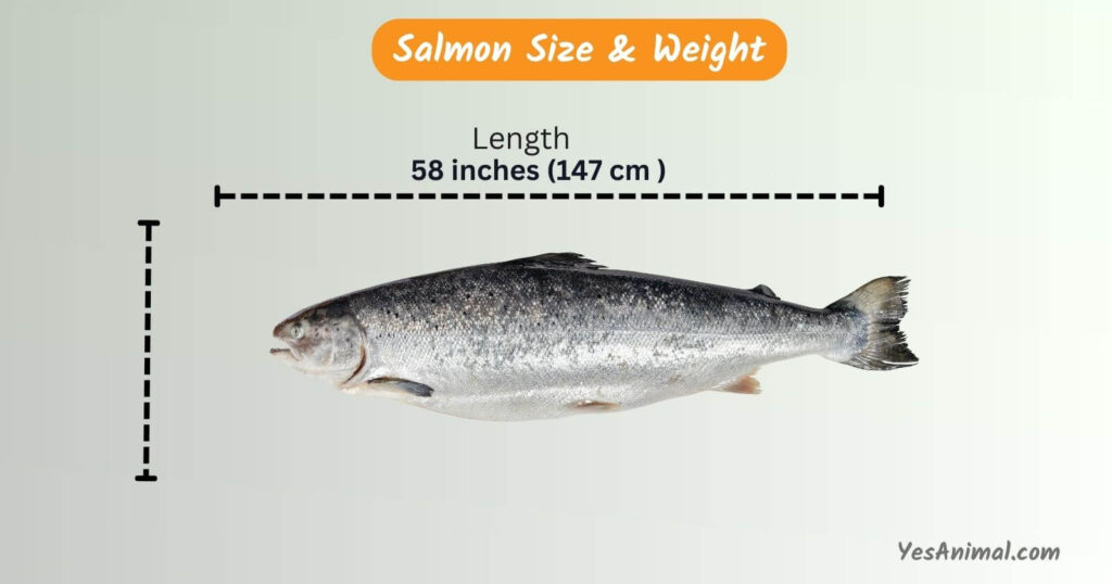salmon size chart
