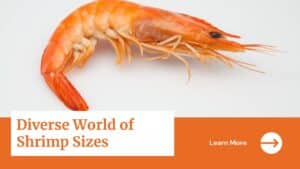 shrimp sizes