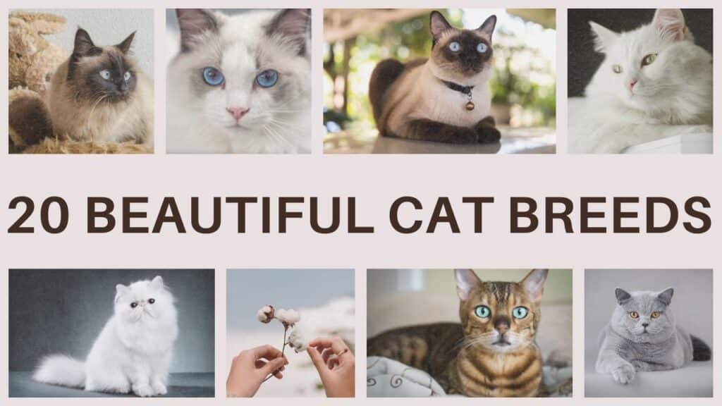 20 Beautiful Cat Breeds with Stunning Coat Patterns 2024