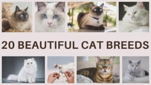 20 Beautiful Cat Breeds with Stunning Coat Patterns 2024