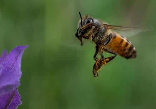 Africanized bee killer bee