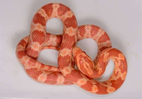 Albino Amelanistic Corn Snake