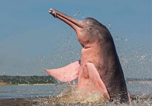 Amazon River Dolphin Pink Dolphin