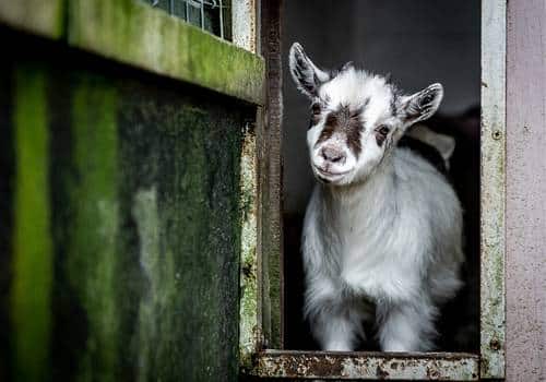 American Pygmy Goat