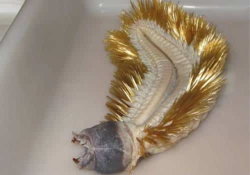 Antarctic Scale Worm