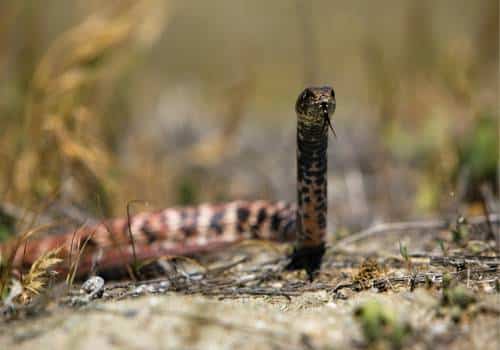 Antiguan Racer Snake