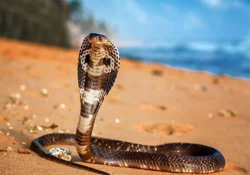 Arabian Cobra